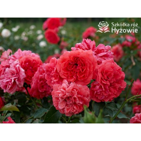 Uetersens Rosenkönigin® duże kwiaty szczelnie wypełnione płatkami, malinowa barwa, przyjemny zapach. Średniej wysokości krzew.