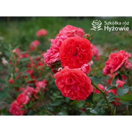 Uetersens Rosenkönigin® duże kwiaty szczelnie wypełnione płatkami, malinowa barwa, przyjemny zapach. Średniej wysokości krzew.