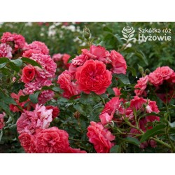 Uetersens Rosenkönigin® duże kwiaty szczelnie wypełnione płatkami, malinowa barwa, przyjemny zapach. Średniej wysokości krzew.