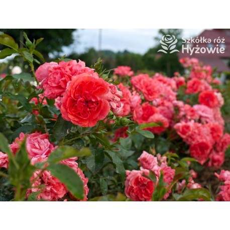 Uetersens Rosenkönigin® duże kwiaty szczelnie wypełnione płatkami, malinowa barwa, przyjemny zapach. Średniej wysokości krzew.