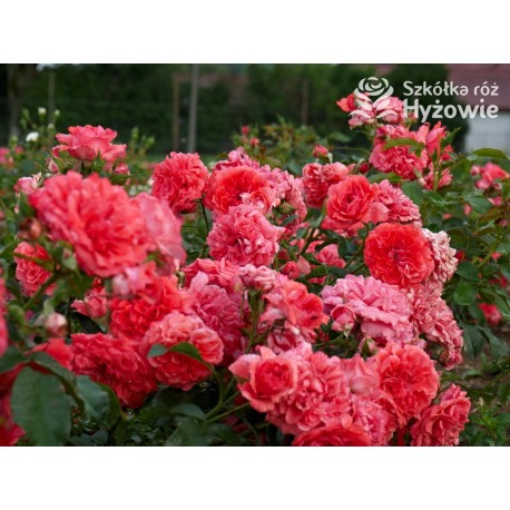 Uetersens Rosenkönigin® duże kwiaty szczelnie wypełnione płatkami, malinowa barwa, przyjemny zapach. Średniej wysokości krzew.