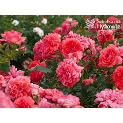 Uetersens Rosenkönigin® duże kwiaty szczelnie wypełnione płatkami, malinowa barwa, przyjemny zapach. Średniej wysokości krzew.