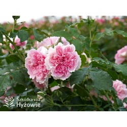 Uetersens Rosenprinzessin® duże kwiaty szczelnie wypełnione płatkami, różowa barwa, przyjemny zapach. Średniej wysokości krzew.