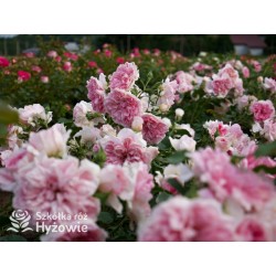 Uetersens Rosenprinzessin® duże kwiaty szczelnie wypełnione płatkami, różowa barwa, przyjemny zapach. Średniej wysokości krzew.