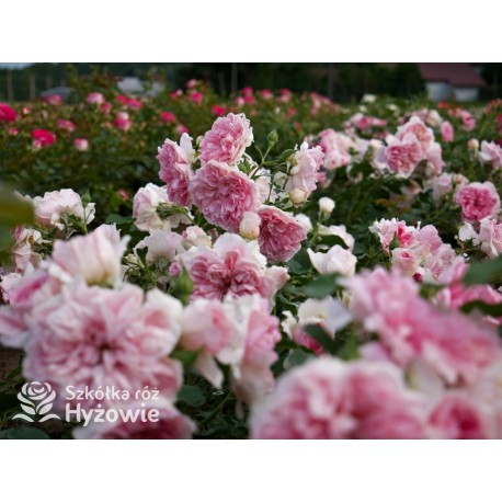 Uetersens Rosenprinzessin® duże kwiaty szczelnie wypełnione płatkami, różowa barwa, przyjemny zapach. Średniej wysokości krzew.