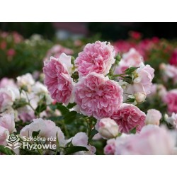 Uetersens Rosenprinzessin® duże kwiaty szczelnie wypełnione płatkami, różowa barwa, przyjemny zapach. Średniej wysokości krzew.