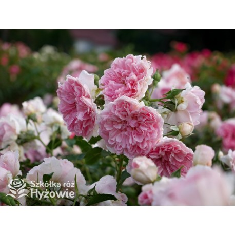 Uetersens Rosenprinzessin® duże kwiaty szczelnie wypełnione płatkami, różowa barwa, przyjemny zapach. Średniej wysokości krzew.