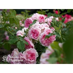 Uetersens Rosenprinzessin® duże kwiaty szczelnie wypełnione płatkami, różowa barwa, przyjemny zapach. Średniej wysokości krzew.