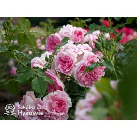 Uetersens Rosenprinzessin® duże kwiaty szczelnie wypełnione płatkami, różowa barwa, przyjemny zapach. Średniej wysokości krzew.