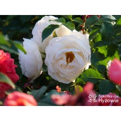 Uetersener Klosterrose® Duży, pełny kwiat o jasnokremowej barwie i  bardzo przyjemnym zapachu. Wysoki krzew.