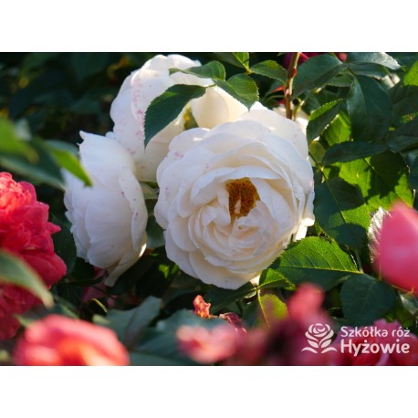 Uetersener Klosterrose® Duży, pełny kwiat o jasnokremowej barwie i  bardzo przyjemnym zapachu. Wysoki krzew.