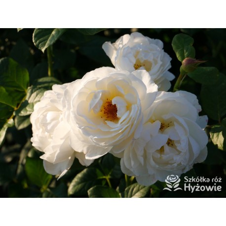 Uetersener Klosterrose® Duży, pełny kwiat o jasnokremowej barwie i  bardzo przyjemnym zapachu. Wysoki krzew.