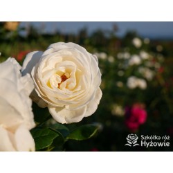 Uetersener Klosterrose® Duży, pełny kwiat o jasnokremowej barwie i  bardzo przyjemnym zapachu. Wysoki krzew.