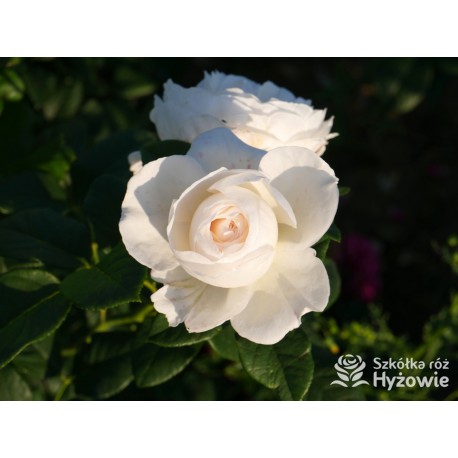 Uetersener Klosterrose® Duży, pełny kwiat o jasnokremowej barwie i  bardzo przyjemnym zapachu. Wysoki krzew.