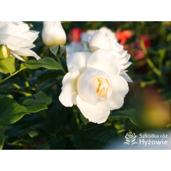 Uetersener Klosterrose® Duży, pełny kwiat o jasnokremowej barwie i  bardzo przyjemnym zapachu. Wysoki krzew.