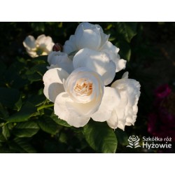 Uetersener Klosterrose® Duży, pełny kwiat o jasnokremowej barwie i  bardzo przyjemnym zapachu. Wysoki krzew.