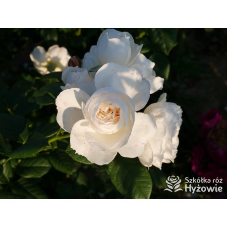 Uetersener Klosterrose® Duży, pełny kwiat o jasnokremowej barwie i  bardzo przyjemnym zapachu. Wysoki krzew.