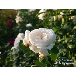 Uetersener Klosterrose® Duży, pełny kwiat o jasnokremowej barwie i  bardzo przyjemnym zapachu. Wysoki krzew.