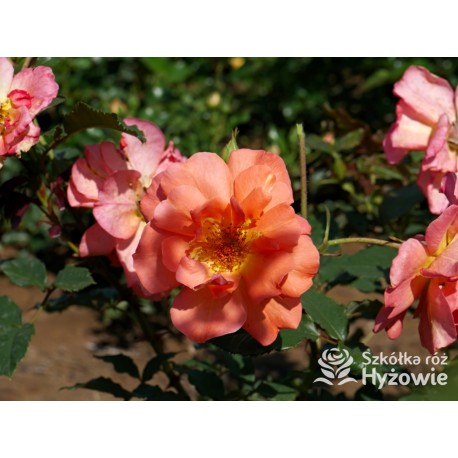 Westerland® duży, pokaźny kwiat, pomarańczowej barwy, o mocnym zapachu. Wysoki krzew