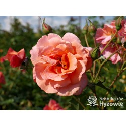 Westerland® duży, pokaźny kwiat, pomarańczowej barwy, o mocnym zapachu. Wysoki krzew