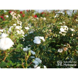 'White The Fairy' Liczna ilość, drobnych, pełnych kwiatuszków o białej barwie. Niski krzew.