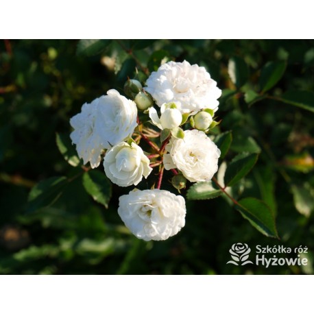 'White The Fairy' Liczna ilość, drobnych, pełnych kwiatuszków o białej barwie. Niski krzew.