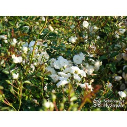 'White The Fairy' Liczna ilość, drobnych, pełnych kwiatuszków o białej barwie. Niski krzew.