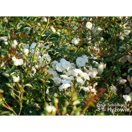 'White The Fairy' Liczna ilość, drobnych, pełnych kwiatuszków o białej barwie. Niski krzew.