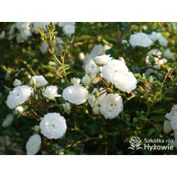 'White The Fairy' Liczna ilość, drobnych, pełnych kwiatuszków o białej barwie. Niski krzew.