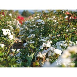 'White The Fairy' Liczna ilość, drobnych, pełnych kwiatuszków o białej barwie. Niski krzew.