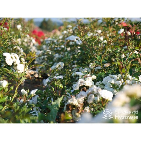 'White The Fairy' Liczna ilość, drobnych, pełnych kwiatuszków o białej barwie. Niski krzew.