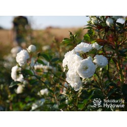 'White The Fairy' Liczna ilość, drobnych, pełnych kwiatuszków o białej barwie. Niski krzew.