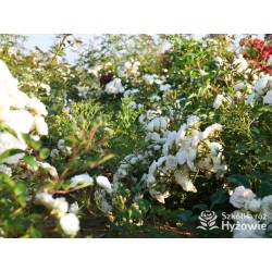 'White The Fairy' Liczna ilość, drobnych, pełnych kwiatuszków o białej barwie. Niski krzew.