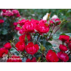 Zepeti® Drobny, pełny kwiat, czerwonej barwy. Niziutki krzew.