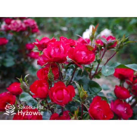 Zepeti® Drobny, pełny kwiat, czerwonej barwy. Niziutki krzew.