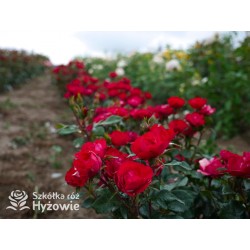 Zepeti® Drobny, pełny kwiat, czerwonej barwy. Niziutki krzew.