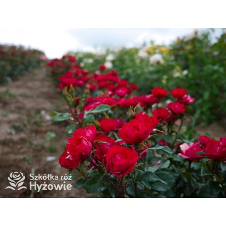 Zepeti® Drobny, pełny kwiat, czerwonej barwy. Niziutki krzew.