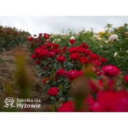 Zepeti® Drobny, pełny kwiat, czerwonej barwy. Niziutki krzew.