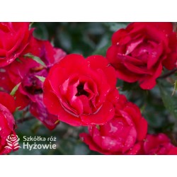 Zepeti® Drobny, pełny kwiat, czerwonej barwy. Niziutki krzew.