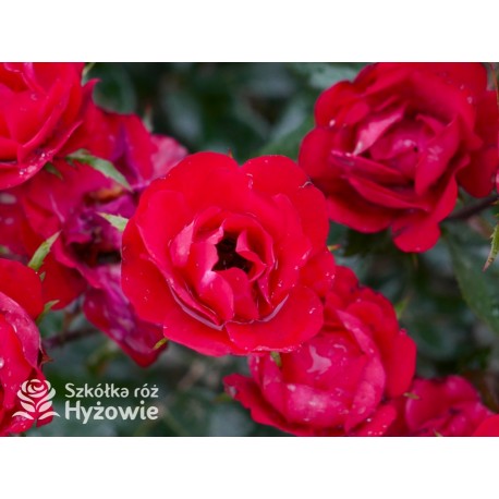 Zepeti® Drobny, pełny kwiat, czerwonej barwy. Niziutki krzew.