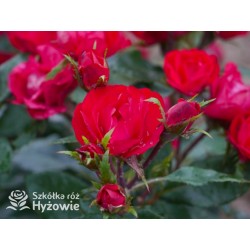 Zepeti® Drobny, pełny kwiat, czerwonej barwy. Niziutki krzew.