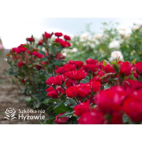 Zepeti® Drobny, pełny kwiat, czerwonej barwy. Niziutki krzew.