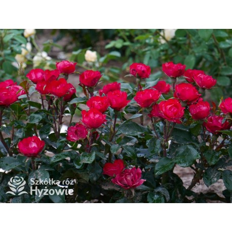 Zepeti® Drobny, pełny kwiat, czerwonej barwy. Niziutki krzew.