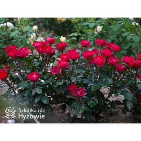 Zepeti® Drobny, pełny kwiat, czerwonej barwy. Niziutki krzew.