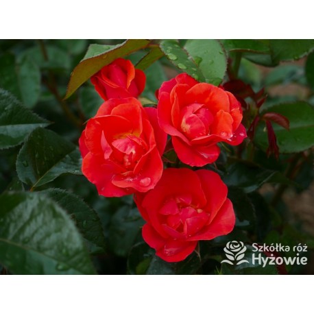 Sweet Garden Party™