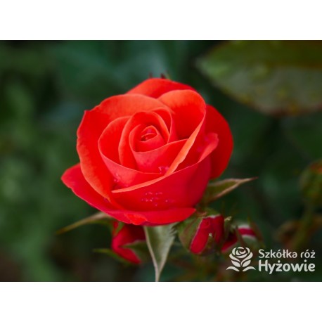 Sweet Garden Party™