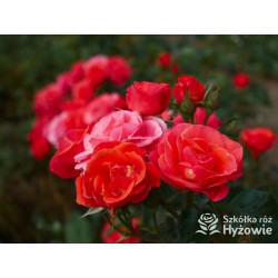 Sweet Garden Party™