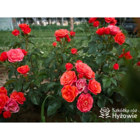 Sweet Garden Party™