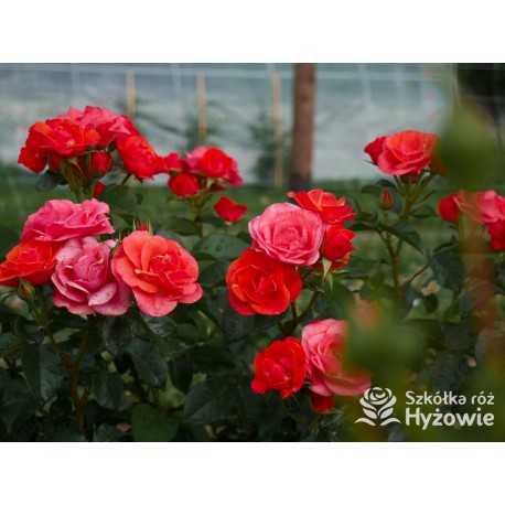 Sweet Garden Party™