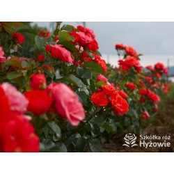 Sweet Garden Party™